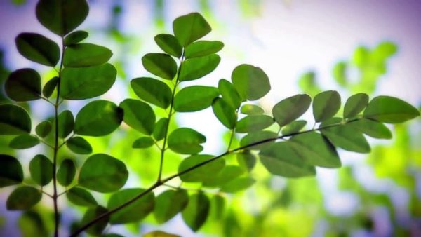 Moringa