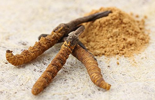 Cordyceps Sinensis